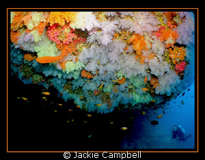 CFWA, of the amazing corals at Rainbow reef in the Maldiv... by Jackie Campbell 
